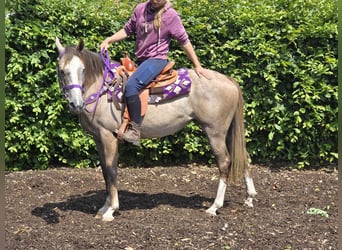 Other Breeds, Mare, 4 years, 14.3 hh, Brown Falb mold