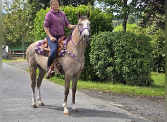 Other Breeds, Mare, 4 years, 14,3 hh, Brown Falb mold