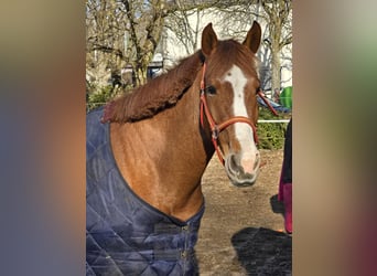 Other Breeds, Mare, 4 years, 14,3 hh, Chestnut-Red