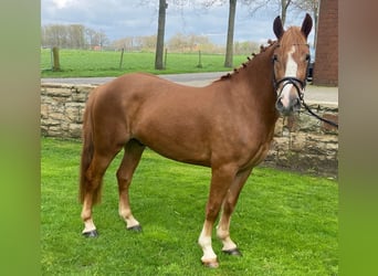 Other Breeds, Mare, 4 years, 14 hh, Chestnut-Red