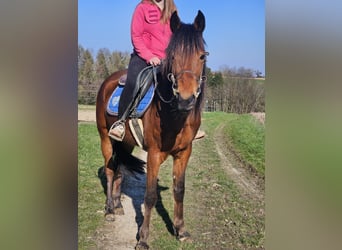 Other Breeds, Mare, 4 years, 14,1 hh, Brown