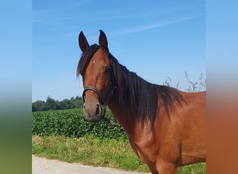 Other Breeds, Mare, 4 years, 14,1 hh, Brown