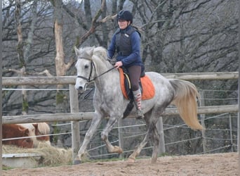 Other Breeds, Mare, 4 years, 14,1 hh, Grey