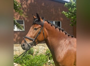 Other Breeds, Mare, 4 years, 15.1 hh, Brown