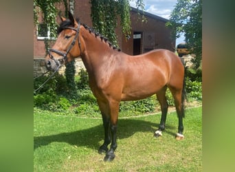 Other Breeds, Mare, 4 years, 15.1 hh, Brown