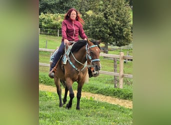 Other Breeds Mix, Mare, 4 years, 15.1 hh, Brown