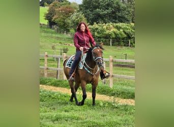 Other Breeds Mix, Mare, 4 years, 15.1 hh, Brown