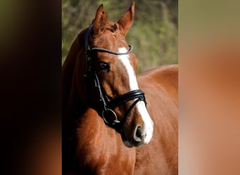 Other Breeds, Mare, 4 years, 15,1 hh, Chestnut-Red