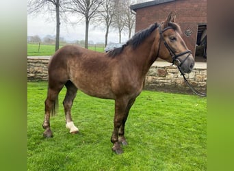 Other Breeds, Mare, 4 years, 15.1 hh, Chestnut-Red