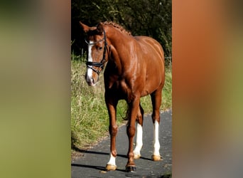 Other Breeds, Mare, 4 years, 15,1 hh, Chestnut-Red