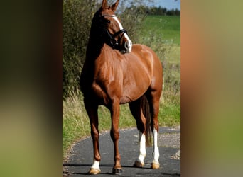 Other Breeds, Mare, 4 years, 15,1 hh, Chestnut-Red