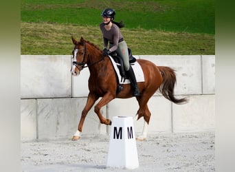 Other Breeds, Mare, 4 years, 15,1 hh, Chestnut-Red