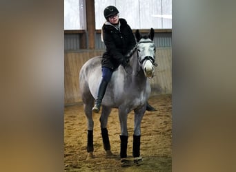 Other Breeds, Mare, 4 years, 15.1 hh, Gray-Dark-Tan