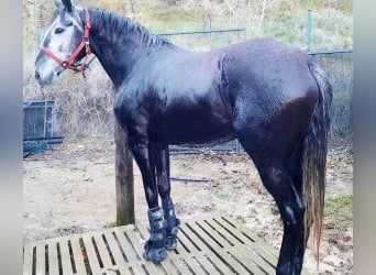 Other Breeds Mix, Mare, 4 years, 15,1 hh, Gray