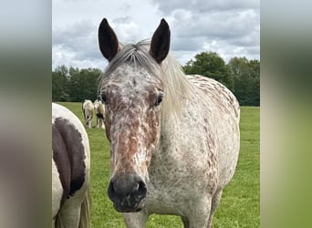 Other Breeds, Mare, 4 years, 15.1 hh, Leopard-Piebald