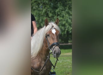 Other Breeds, Mare, 4 years, 15.1 hh, Palomino