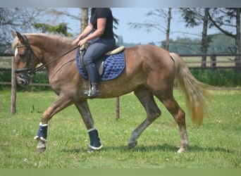 Other Breeds, Mare, 4 years, 15.1 hh, Palomino