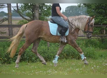 Other Breeds, Mare, 4 years, 15.1 hh, Palomino