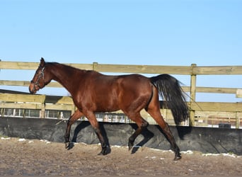 Other Breeds, Mare, 4 years, 15.2 hh, Bay-Dark
