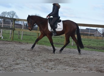 Other Breeds, Mare, 4 years, 15.2 hh, Bay-Dark