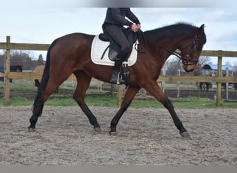 Other Breeds, Mare, 4 years, 15.2 hh, Bay-Dark