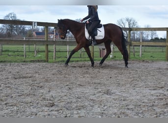 Other Breeds, Mare, 4 years, 15.2 hh, Bay-Dark
