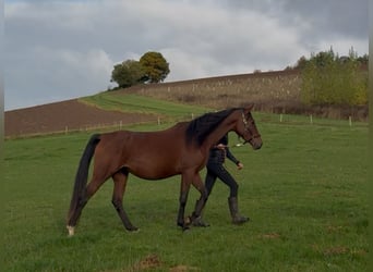 Other Breeds, Mare, 4 years, 15.2 hh, Brown