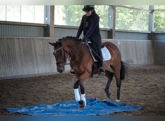 Other Breeds, Mare, 4 years, 15.2 hh, Brown