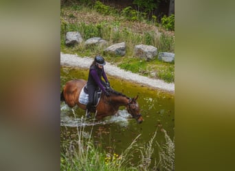 Other Breeds, Mare, 4 years, 15.2 hh, Brown