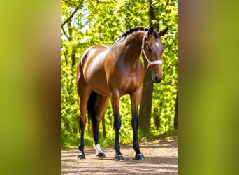 Other Breeds, Mare, 4 years, 15.2 hh, Brown