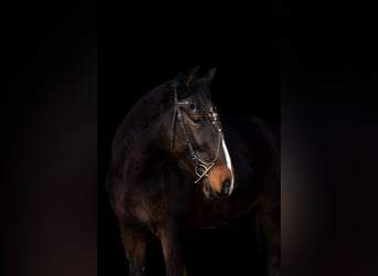 Other Breeds, Mare, 4 years, 15,2 hh, Brown