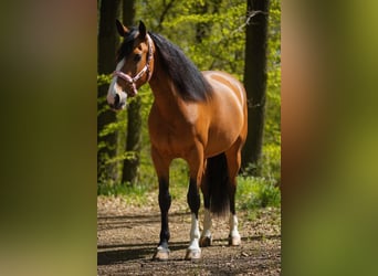 Other Breeds, Mare, 4 years, 15.2 hh
