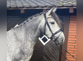 Other Breeds, Mare, 4 years, 15,2 hh, Gray