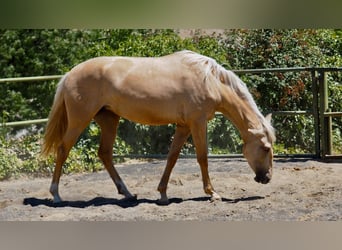 Other Breeds, Mare, 4 years, 15.2 hh, Palomino