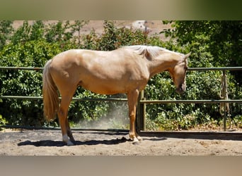 Other Breeds, Mare, 4 years, 15.2 hh, Palomino