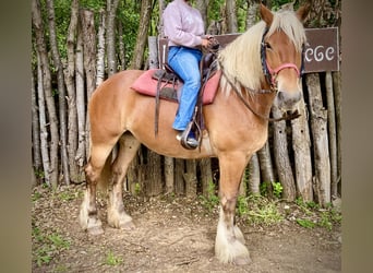 Other Breeds, Mare, 4 years, 15.2 hh, Palomino