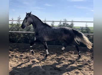 Other Breeds, Mare, 4 years, 15.3 hh, Gray