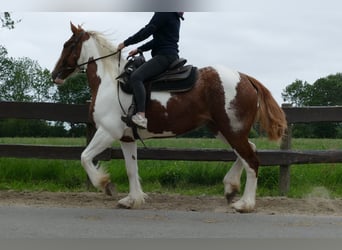 Other Breeds, Mare, 4 years, 15.3 hh, Pinto