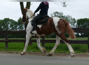 Other Breeds, Mare, 4 years, 15.3 hh, Pinto