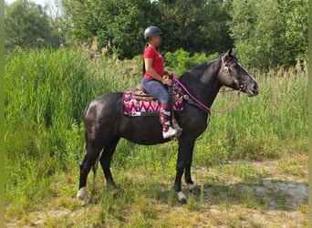 Other Breeds, Mare, 4 years, 15 hh, Black