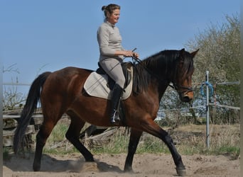 Other Breeds Mix, Mare, 4 years, 15 hh, Brown