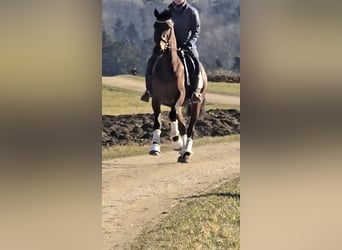 Other Breeds, Mare, 4 years, 15 hh, Brown