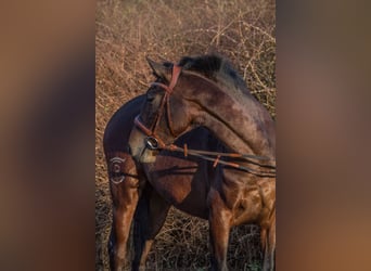 Other Breeds, Mare, 4 years, 15 hh, Brown