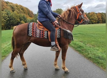Other Breeds, Mare, 4 years, 15 hh, Chestnut-Red