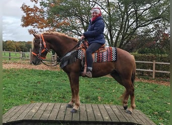 Other Breeds, Mare, 4 years, 15 hh, Chestnut-Red