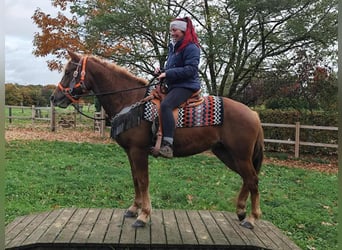 Other Breeds, Mare, 4 years, 15 hh, Chestnut-Red