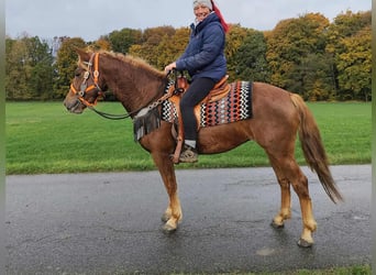 Other Breeds, Mare, 4 years, 15 hh, Chestnut-Red