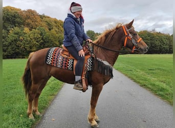 Other Breeds, Mare, 4 years, 15 hh, Chestnut-Red