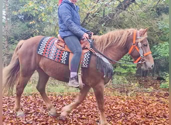 Other Breeds, Mare, 4 years, 15 hh, Chestnut-Red