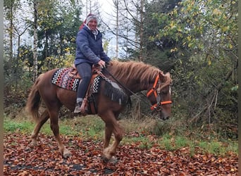 Other Breeds, Mare, 4 years, 15 hh, Chestnut-Red